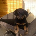 chien DM (37)